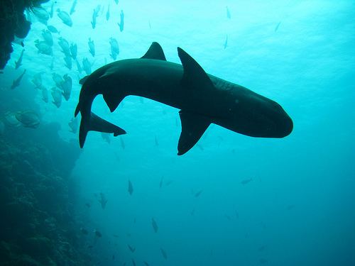 Borneo shark - Alchetron, The Free Social Encyclopedia