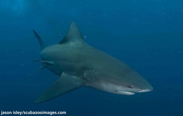 Borneo shark - Alchetron, The Free Social Encyclopedia