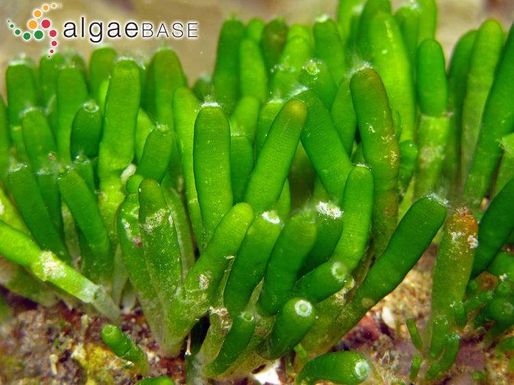 Bornetella Bornetella oligospora SolmsLaubach Algaebase