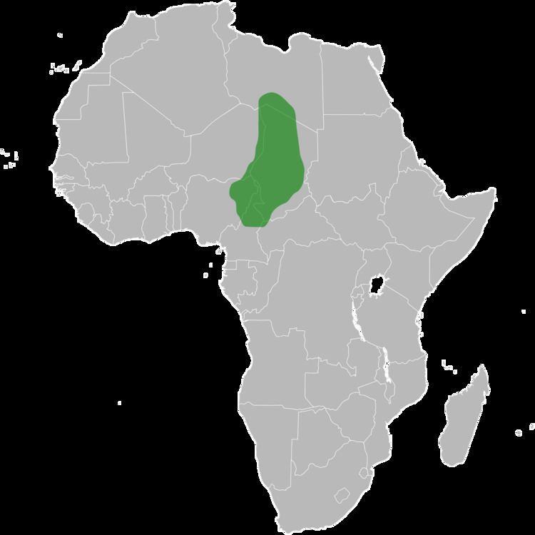 Bornu Empire FileKanemBornusvg Wikimedia Commons
