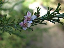 Boronia anemonifolia httpsuploadwikimediaorgwikipediacommonsthu