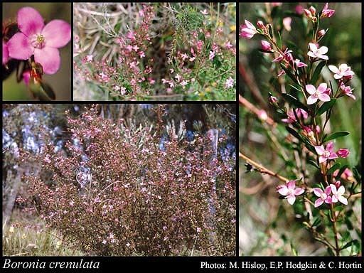 Boronia crenulata httpsflorabasedpawwagovausciencetimage44