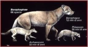 Borophaginae Borophaginae Prehistoric Animals Pinterest