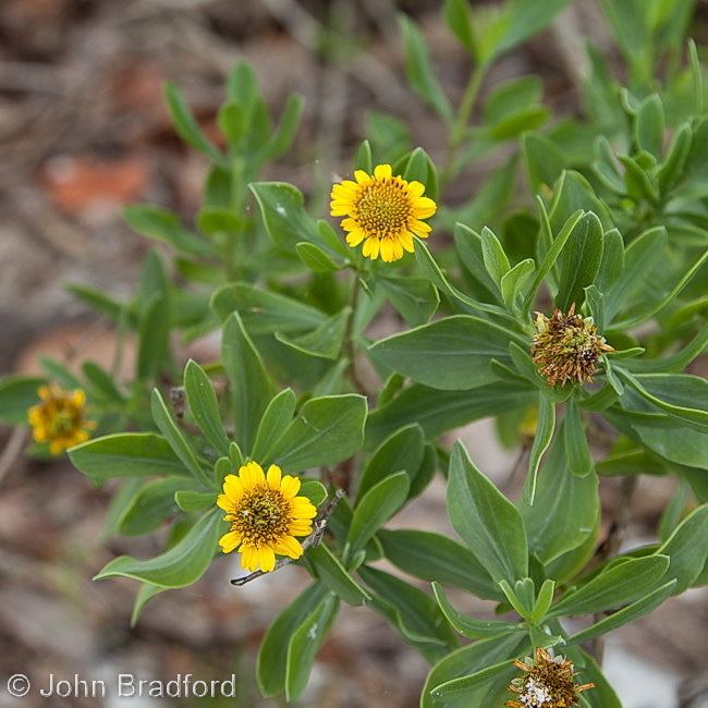 Borrichia frutescens Florida Native Plant Society