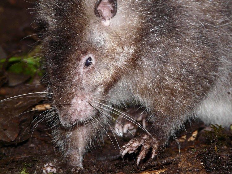 Bosavi woolly rat New species of giant rat discovered in crater of volcano in Papua