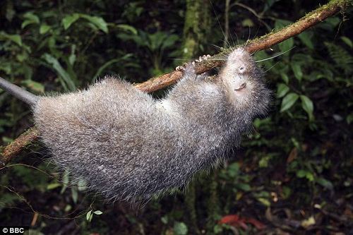 Bosavi woolly rat Bosavi Woolly Rat 2 Ned Vizzini Flickr