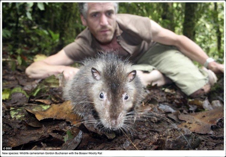 Bosavi woolly rat Trust In Me Woolly Rat Featured Creature