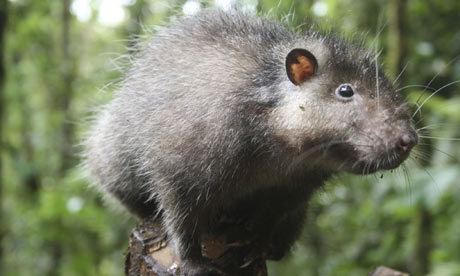 Bosavi woolly rat Cryptomundo New Giant Rat Discovered in Extinct Volcano