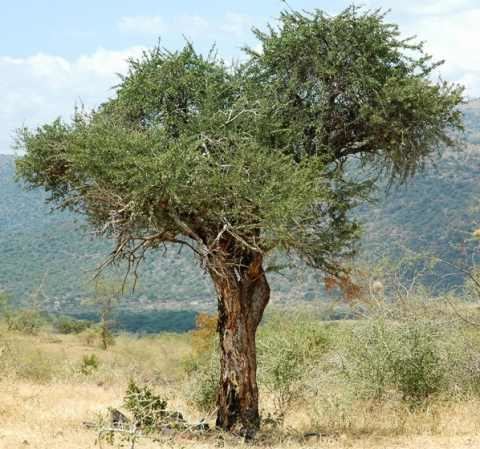 Boscia albitrunca Shepherd39s Tree Boscia albitrunca Trees of Namibia