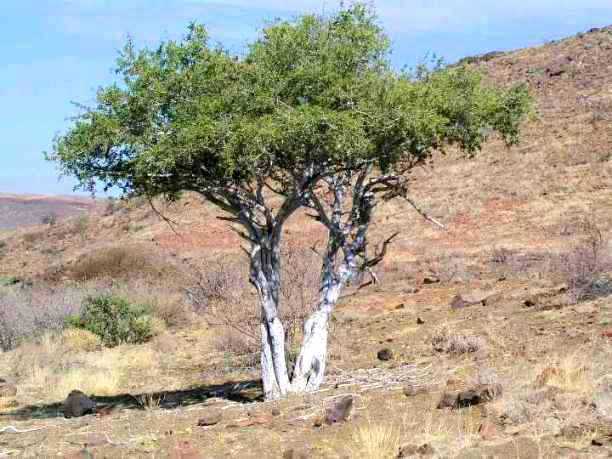 Boscia albitrunca Other Trees Boscia albitrunca Seeds Witgatboom Matoppie or