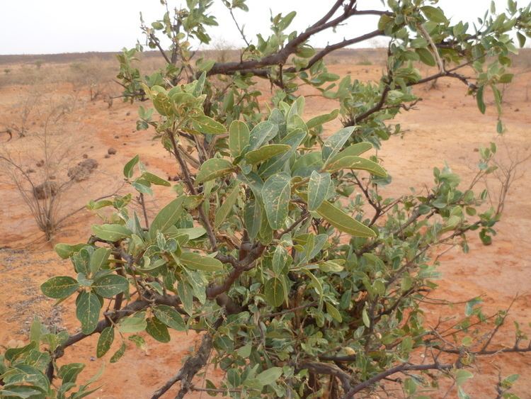 Boscia senegalensis West African Plants A Photo Guide Boscia senegalensis Pers Lam