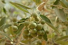 Boscia senegalensis httpsuploadwikimediaorgwikipediacommonsthu