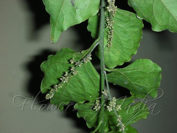 Bosea (plant) httpswwwflowersofindianetcatalogslidesHima