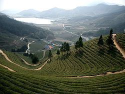 Boseong County httpsuploadwikimediaorgwikipediacommonsthu