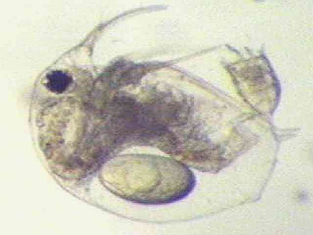 Bosmina Zooplankton of the Great Lakes