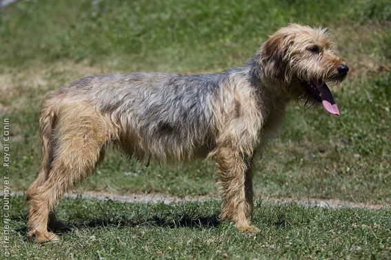 Bosnian Coarse-haired Hound Bosnian Coarsehaired Hound Information Health Pictures
