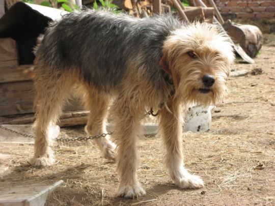 Bosnian Coarse-haired Hound Bosnian Coarsehaired Hound Info Temperament Training Pictures