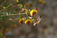 Bossiaea aquifolium httpsuploadwikimediaorgwikipediacommonsthu