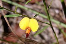 Bossiaea heterophylla httpsuploadwikimediaorgwikipediacommonsthu