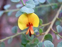 Bossiaea rhombifolia httpsuploadwikimediaorgwikipediacommonsthu