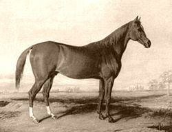 Boston (horse) httpsuploadwikimediaorgwikipediacommonsthu
