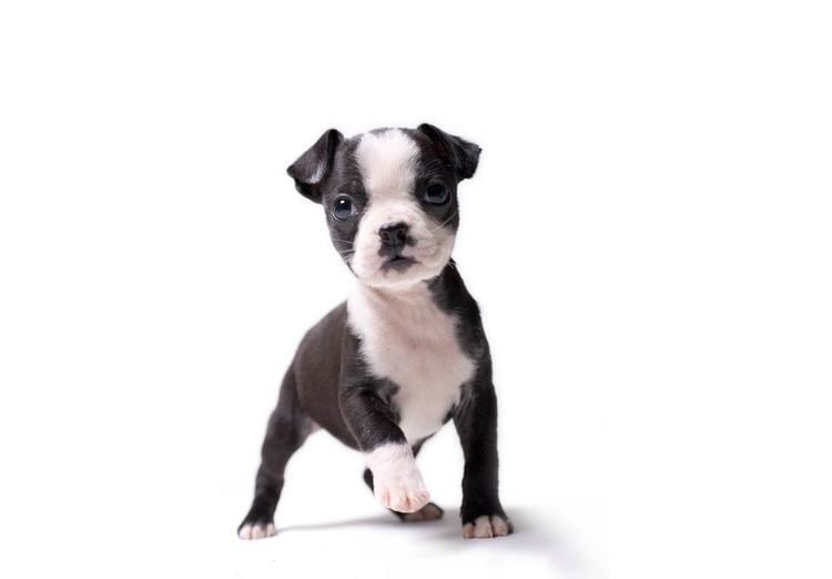 Boston Terrier Boston Terrier Puppies For Sale AKC PuppyFinder