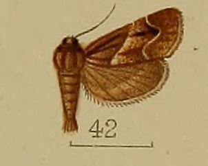 Bostra (moth)