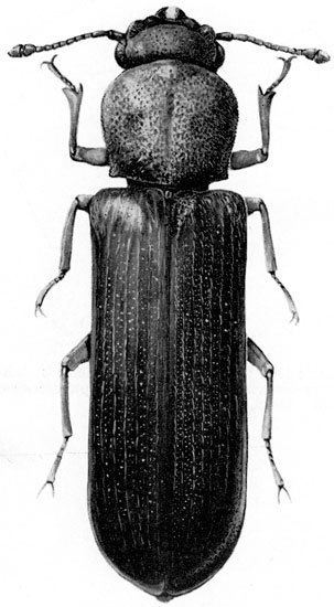 Bostrichidae Wood Boring Beetle Families Bostrichidae