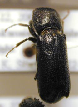Bostrichidae httpsuploadwikimediaorgwikipediacommonsthu