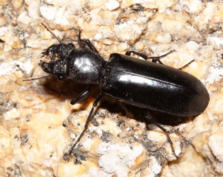 Bostrichidae Bostrichidae Beetles of the Cuyamaca Mountains