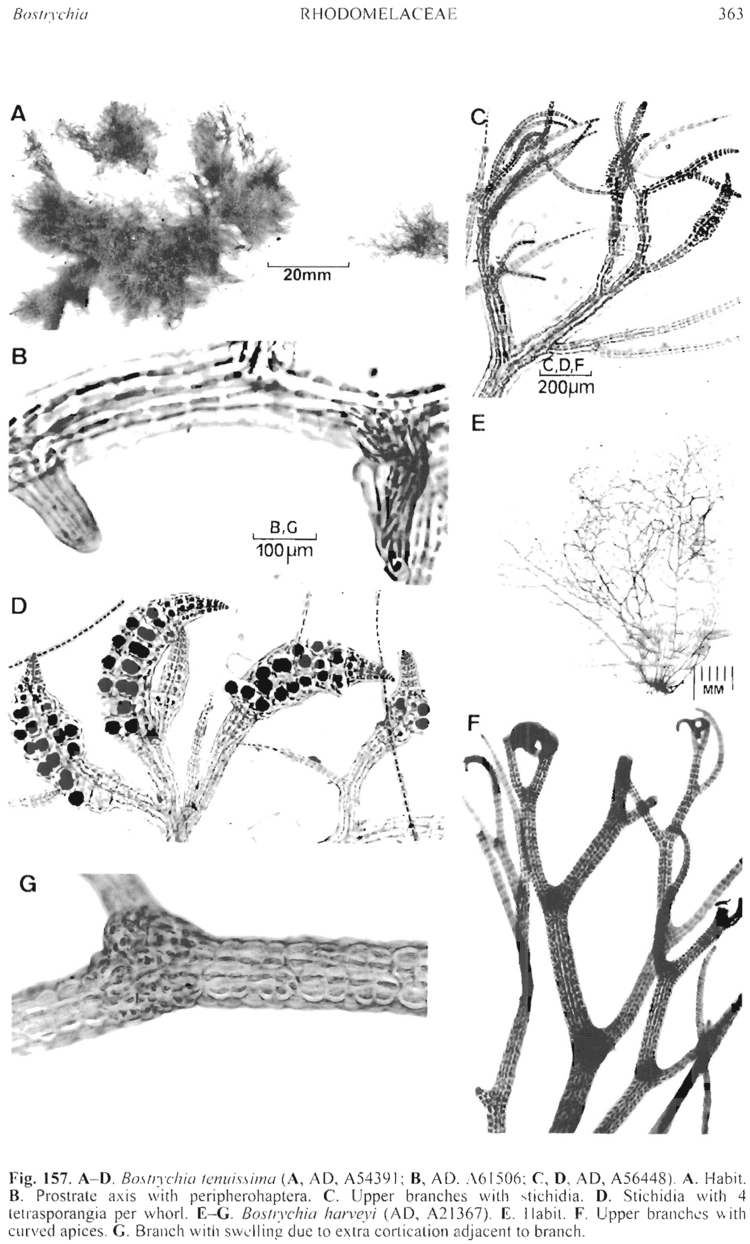 Bostrychia (alga) Bostrychia tenuissima State Herbarium of South Australia