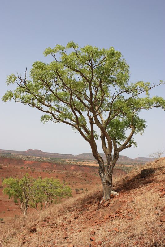Boswellia dalzielii wwwwestafricanplantssenckenbergdeimagespictur