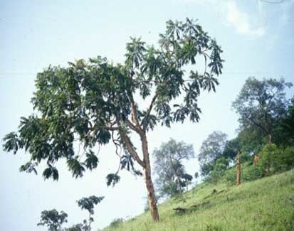 Boswellia papyrifera Introducing Boswellia Papyrifera Del Hochst and Its NonTimber