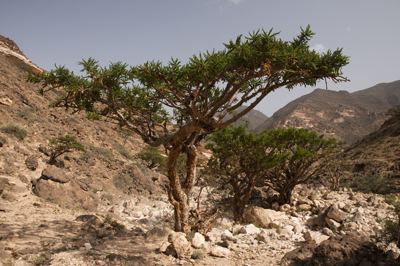 Boswellia papyrifera Frankincense Fears Largely Unfounded National Association for