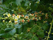 Boswellia sacra httpsuploadwikimediaorgwikipediacommonsthu