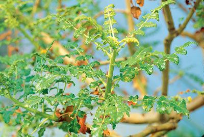 Boswellia serrata What is Boswellia Serrata