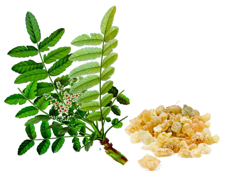 Boswellia serrata Boswellia Serrata anti inflammatoire naturel NATURE ENERGIE VITA LITE