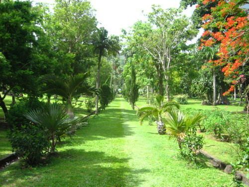 Botanic Gardens St. Vincent Discover St Vincent and the Grenadines Botanic Gardens