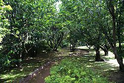 Botanical Garden of Faial httpsuploadwikimediaorgwikipediacommonsthu