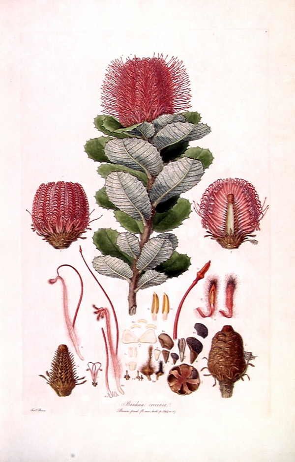 Botanical illustrator
