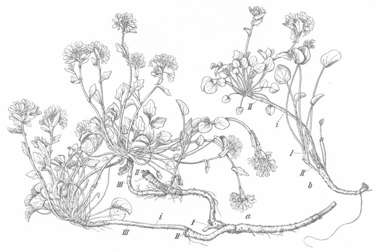 Botany of the Faeroes