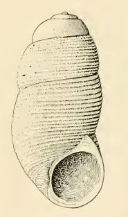Botelloides glomerosus