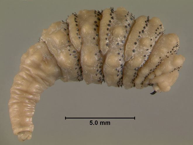 Botfly Absurd Creature of the Week Burrowing Botfly Grows Huge Feasting on