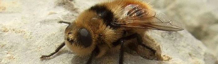Botfly Why the botfly is one of the most terrifying organisms on the planet