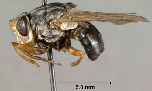 Botfly human bot fly Dermatobia hominis Linnaeus Jr