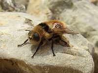 Botfly httpsuploadwikimediaorgwikipediacommonsthu