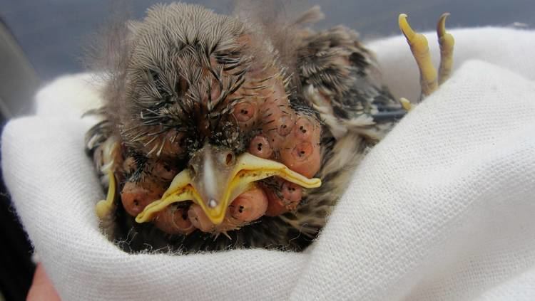 Botfly Baby bird infested with botfly larvae WTF