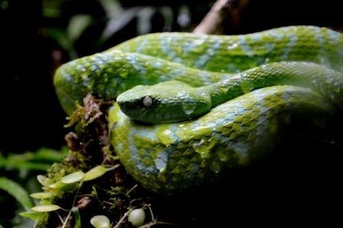 Bothriechis bicolor Bothriechis bicolor Snake Database