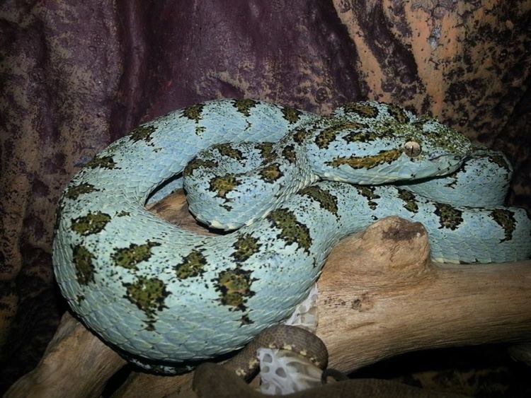 Bothriechis supraciliaris Bothriechis Supraciliaris