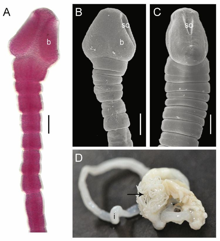 Bothriocephalus acheilognathi httpswwwresearchgatenetprofileMikulasOros